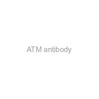 ATM antibody